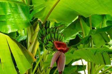 Goynuk Türkiye 'de büyük palmiye yaprakları ve yeşil muz yetiştiren güzel palmiye bitkileri (Kemer / Antalya)