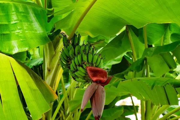 Goynuk Türkiye 'de büyük palmiye yaprakları ve yeşil muz yetiştiren güzel palmiye bitkileri (Kemer / Antalya)