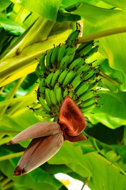 Goynuk Türkiye 'de palmiye ağaçlarında büyüyen çok sayıda küçük, güzel, yeşil muz. (Kemer / Antalya)