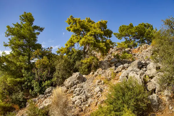 Goynuk Türkiye 'deki kayalık bir tepede yeşil köknar ağaçları, çalılar ve bitkilerle güzel bir doğa. (Antalya / Kemer)
