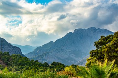 Goynuk Türkiye 'de birçok yeşil bitki, ağaç, köknar ağacı ve palmiye ağaçlarıyla güzel dağ manzarası (Kemer / Antalya)