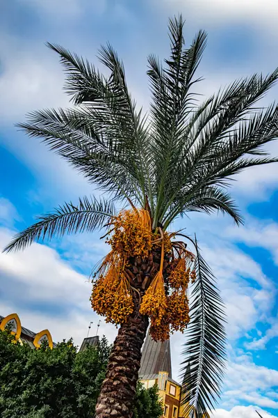 Türkiye 'nin Goynuk şehrinde birçok sarı meyveli güzel bir hurma ağacı.