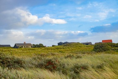 Akşamları Danimarka 'nın Rom0 adasında rüzgarlı bir havada, deniz dikenli çalılar ve deniz dikenli meyvelerle güzel bir kumul manzarası.