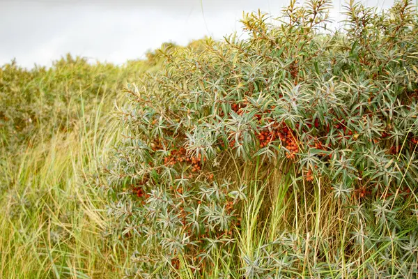 Danimarka 'nın Romo adasında bir sürü portakal meyvesi olan güzel deniz dikenli çalılar.