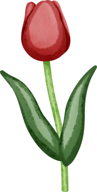 Coquette kırmızı lale dekoratif çizimi