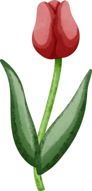 Coquette kırmızı lale dekoratif çizimi