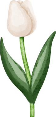 Coquette beyaz lale dekoratif çizimi