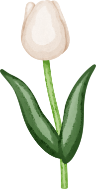 Coquette beyaz lale dekoratif çizimi