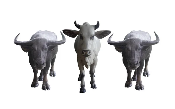 Front View One White Cows Two Black Buffalo Standing Looking — Stock Photo, Image