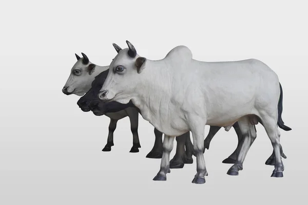 Vista Lateral Dos Vacas Vacas Blancas Negras Dos Búfalos Negros —  Fotos de Stock