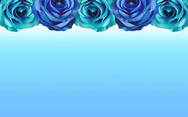 four rose flowers, blue and sky blue roses stacked above, on gradient white and blue background, object, nature, banner, valentine, card, love, copy space