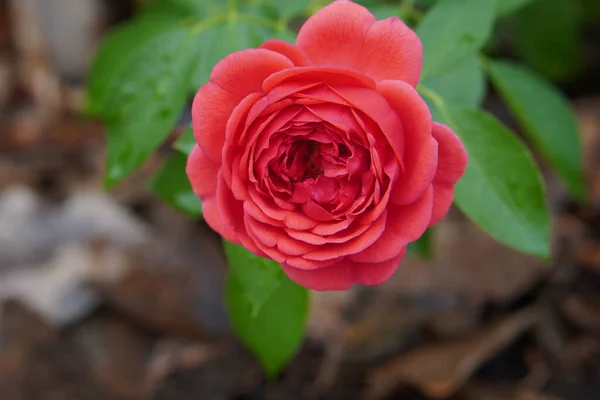 Närbild Röda Rosor Blomma Grön Ros Träd Suddig Natur Bakgrund — Stockfoto