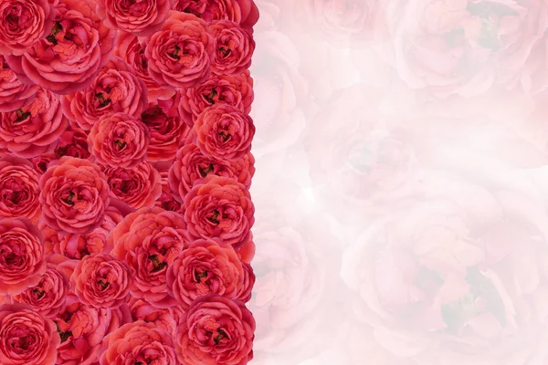 红色玫瑰花束在模糊的红色和白色玫瑰花束上 白色背景 复制空间 — 图库照片