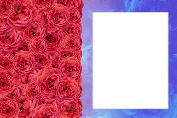 在左红玫瑰花束内部 白色框架在模糊的蓝色玫瑰的背景上 复制空间 — 图库照片