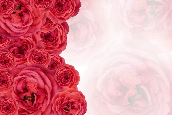 不同尺寸的红色玫瑰堆叠在一起 点缀在白色的背景 复制的空间上模糊的红玫瑰和粉色玫瑰上 — 图库照片