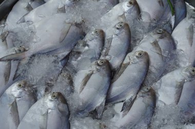 many sea fish placed in ice, stacked on top of each other, nature, ice,cool, fresh                              clipart
