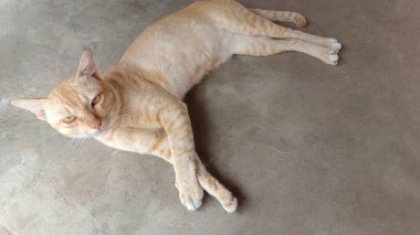 güzel turuncu ve kahverengi kediler çimento zemininde uyur, hayvan, şirin, güzel, kopya alanı