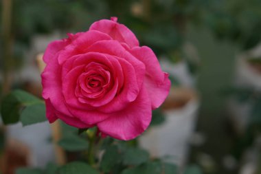 güzel kırmızı ve pembe gül çiçek bulanık doğa arka plan, doğa, bitki, sevgililer günü, şablon, bayrak, dekor, kopyalama alanı                                              