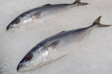 Buzun üzerine yerleştirilmiş iki saba balığı. Hayvan, balık, serin, buz, kopyalama alanı.