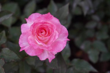  Yeşil yapraklı arkaplanda en yüksek eğimli pembe ve kırmızı gül çiçeği, aşk, sevgililer günü, din, dekor, doğa, kopyalama alanı                                    