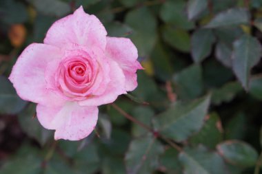 Bahçedeki pembe güller arka planda, aşk, sevgililer günü, din, dekor, doğa, kopyalama alanı                                        