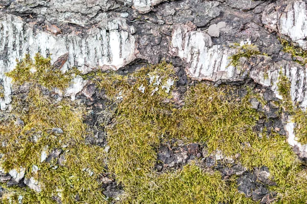 Green Moss Birch Bark Close — Stock Photo, Image
