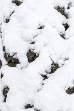 Ağaç kabuğunda kar. Kapatın. Doğal arkaplan.