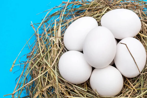 Eieren Nest Blauwe Achtergrond Sluiten — Stockfoto