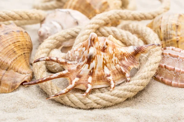 647 Sea Shells Basket Stock Photos - Free & Royalty-Free Stock Photos from  Dreamstime