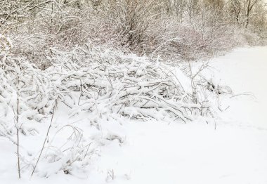 Kışın kar altında çalılar.
