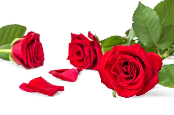 Rosas Rojas Con Pétalo Sobre Blanco Tarjeta Felicitación Imagen de stock