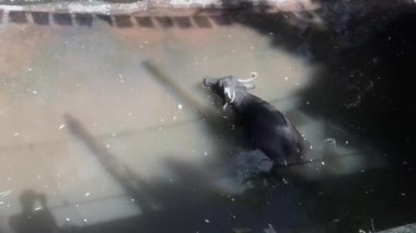 Bufalo vahşi hayvan gri suda banyo yaparken aynı zamanda bir hayvanat bahçesinde yemek yiyor..