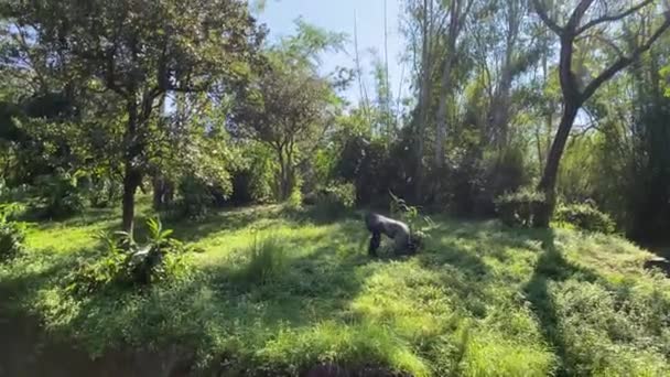 Άγριος Και Ελεύθερος Γορίλλας Πρωτεύων Που Περπατά Μέσα Στη Ζούγκλα — Αρχείο Βίντεο
