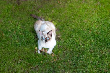 Beyaz evcil bir kedinin, bahçenin yumuşak çimlerinde yatıp sonbahar kurak dallarıyla oynadığı fotokopi.