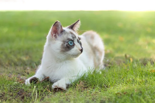 stock image Close up view of beautiful young cat looking to the side while laying down in the park or garden outdoors in spring