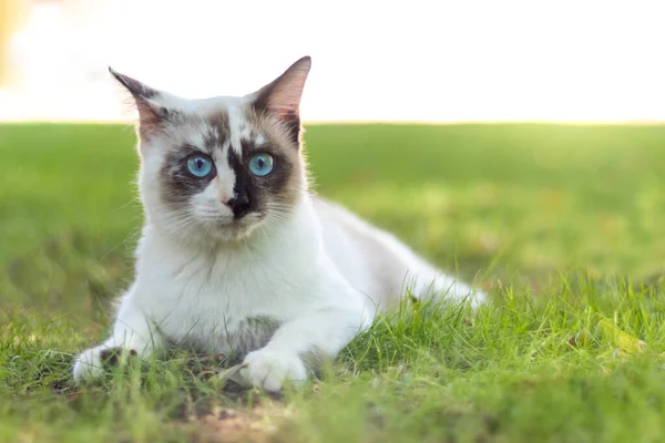 Güzel Güzel Beyaz Kahverengi Kedinin Önü Mavi Parlak Gözleriyle Kameraya — Stok fotoğraf