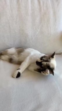 Beş avroluk banknotlar içine düşerken beyaz ve kahverengi kedi kanepede temizlik yapıyor. Para kavramı