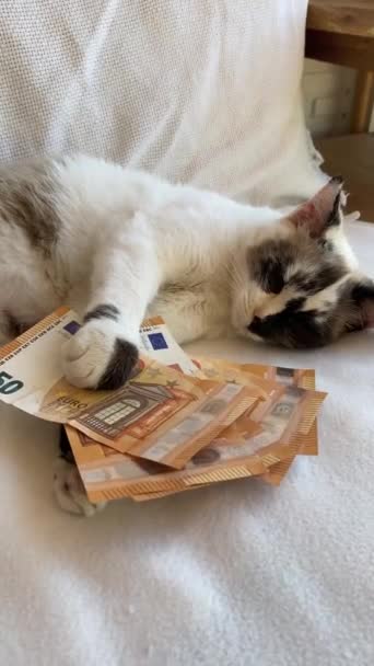 白色和棕色美丽的猫躺在沙发上 两臂间夹着五十个欧元的钞票 金钱和富有的概念 — 图库视频影像