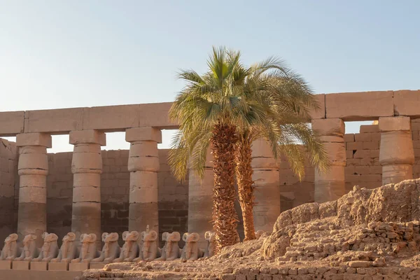 Ancient architecture tourist attraction in Egypt with palm trees, colums and statues with sunrise light