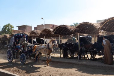 EDFU, EGYPT - 28 Dec 2022. Local nubian man riding a white horse carriage runing and transporting tourists sorrounded