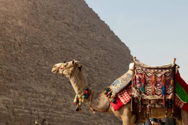 Close up cropped side view of camel full of colorful cloths tied with a chain in the great pyramids of Cairo, Egypt, Africa