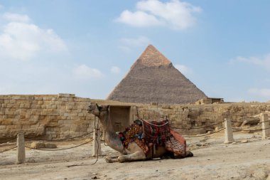 Camel with colorful apparel sitting in front of the great pyramid of Giza in Cairo. Animal mistreatment and abuse concept