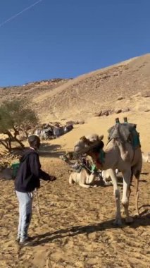 ASWAN, EGYPT - 29 Dec 2022. Old nubian, egyptian man pulling a camel in the desert. Animal cruelty abuse protection concept