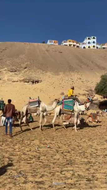 Aswan Egypt 2022年12月29日 ヌビア アラブ ターバンを持つエジプト人の男 砂漠に乗って戻ってきた — ストック動画