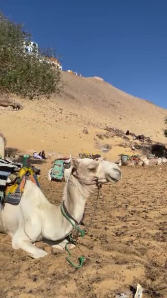Vertical View Dromedaries Desertic Landscape Egyptian Village Animal Abuse Animal — Stok video
