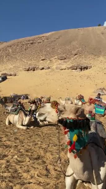 Close View Lots Camel Domedaries Sitting Desert Colorful Traditional Apparel — Video Stock