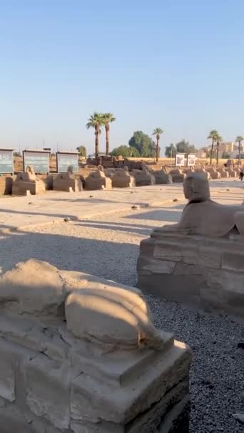 아래푸른 이집트 룩소르에 스핑크스가 수직으로 바라본 — 비디오