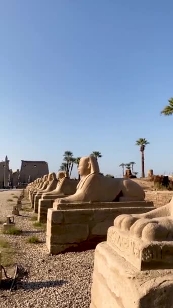 Vertical Close View Avenue Sphinx Luxor Egypt Blue Sky — Stockvideo