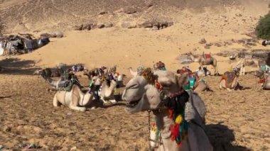Close up view of lots of camel or domedaries sitting in the desert with colorful traditional apparel in aswan, Egypt