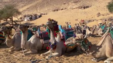 Close up view of camel face with colorful decoration in the desert landscape.